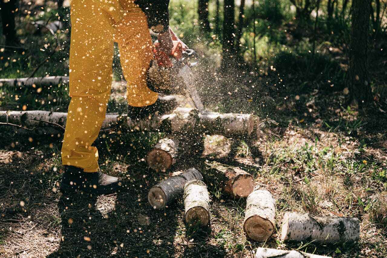 Tree Root Removal in South Beach, FL